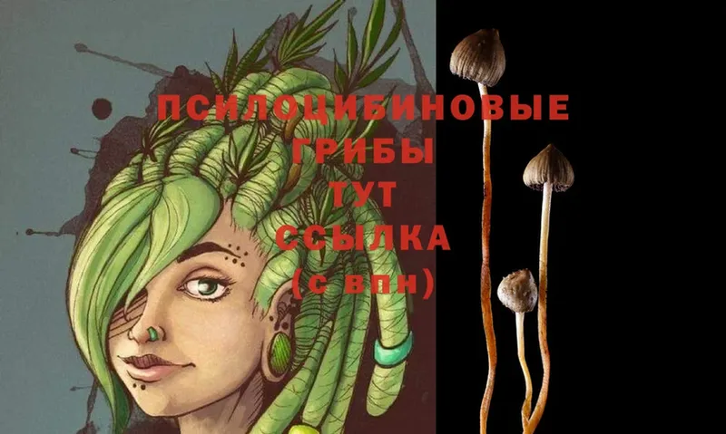 где купить наркотик  Бобров  Псилоцибиновые грибы MAGIC MUSHROOMS 